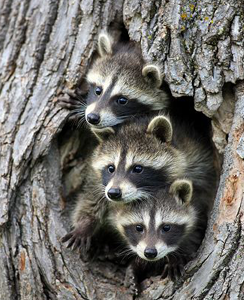 Arctic Raccoons