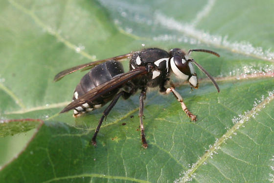 Bald-faced Hornet