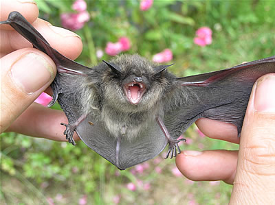 Bat