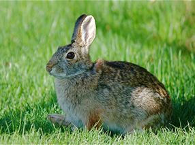 Cottontail Rabbit