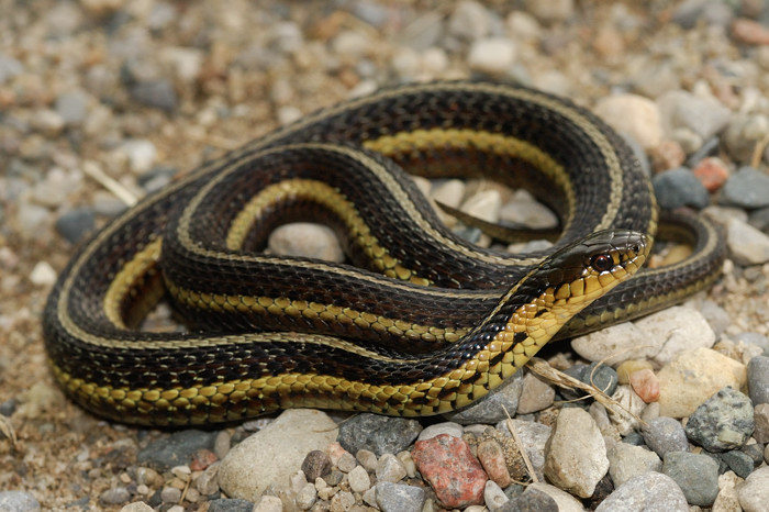 Garter Snake