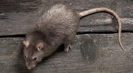 Norway Rat