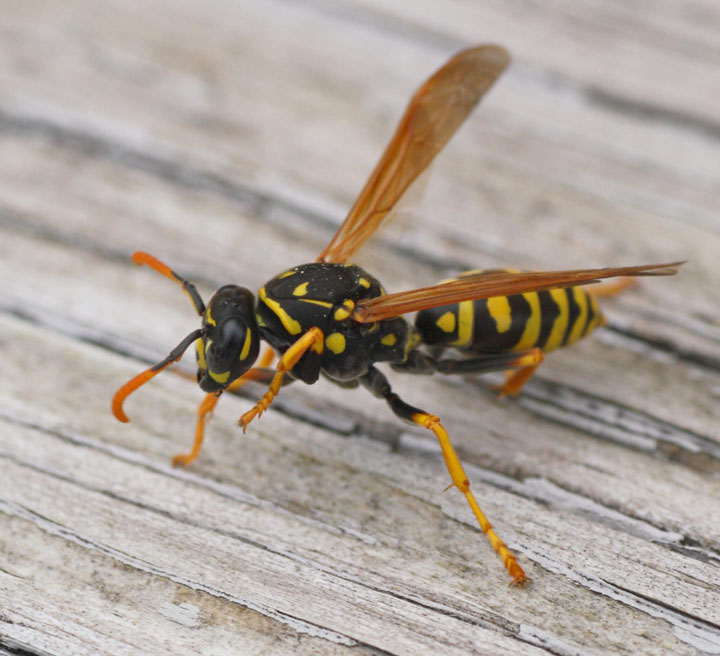 Paper Wasp