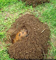 Pocket Gopher