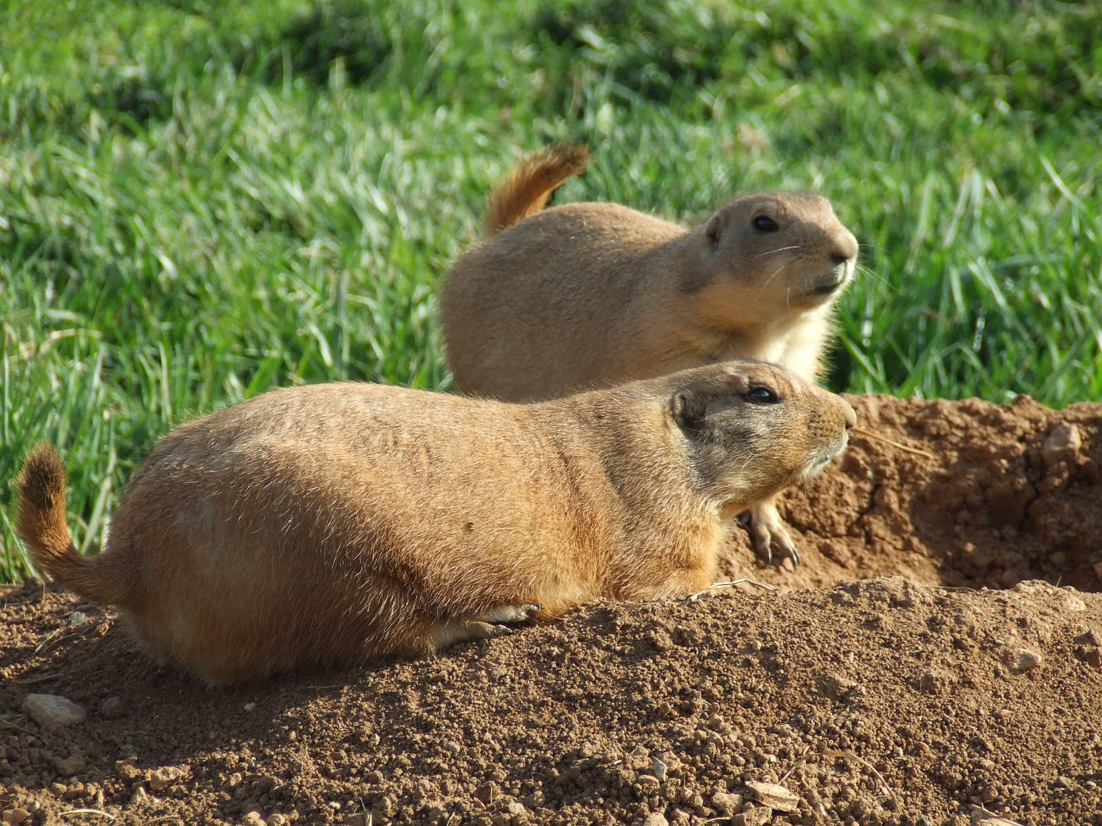 Prairie Dog