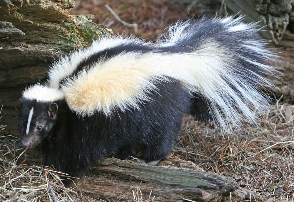 Skunk