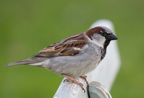 Sparrow