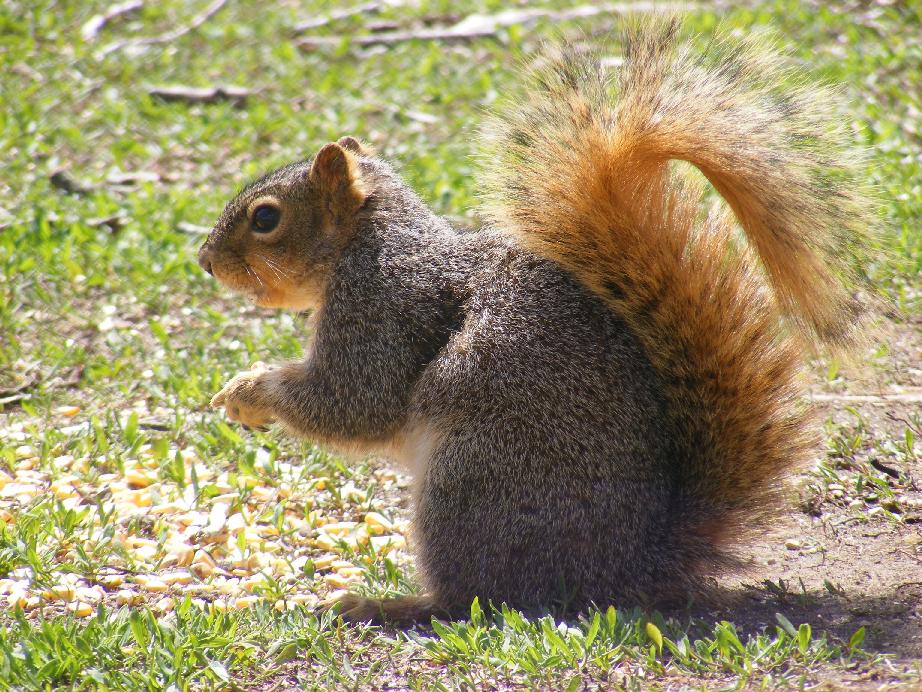 Squirrel