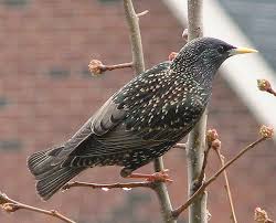 Starling