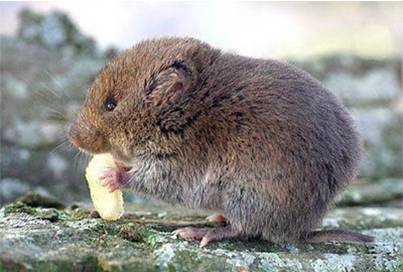 Vole