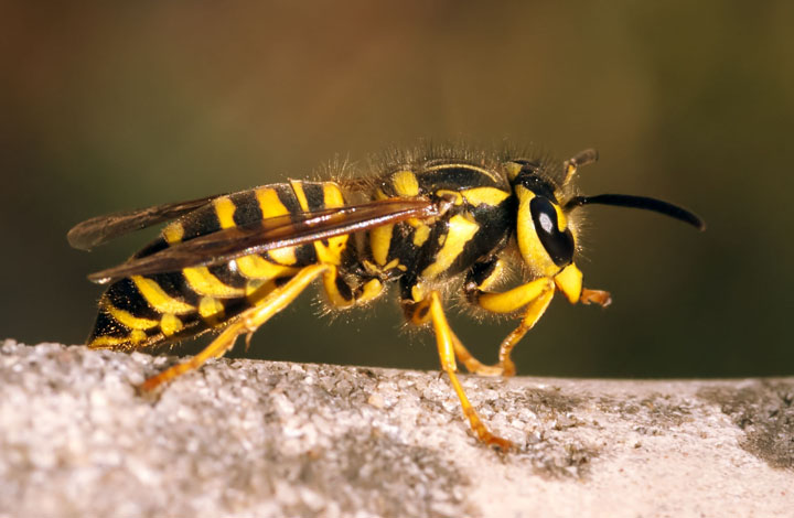 Yellowjacket